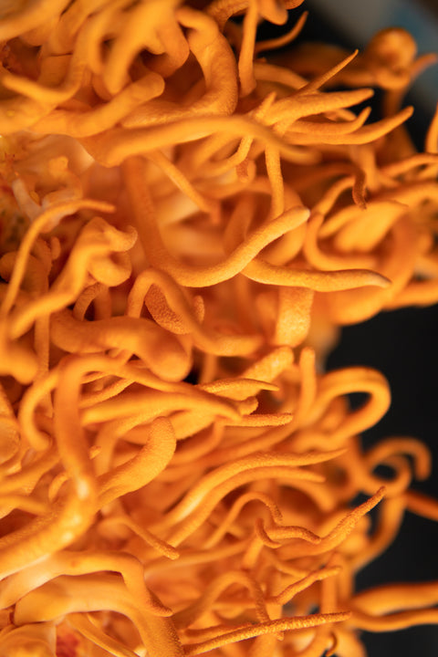 100% Fruiting Body